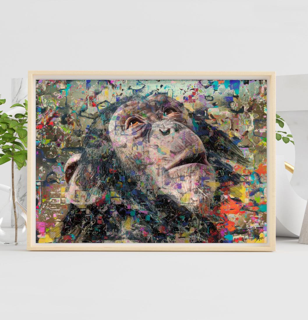 Le chimpanzé admiratif